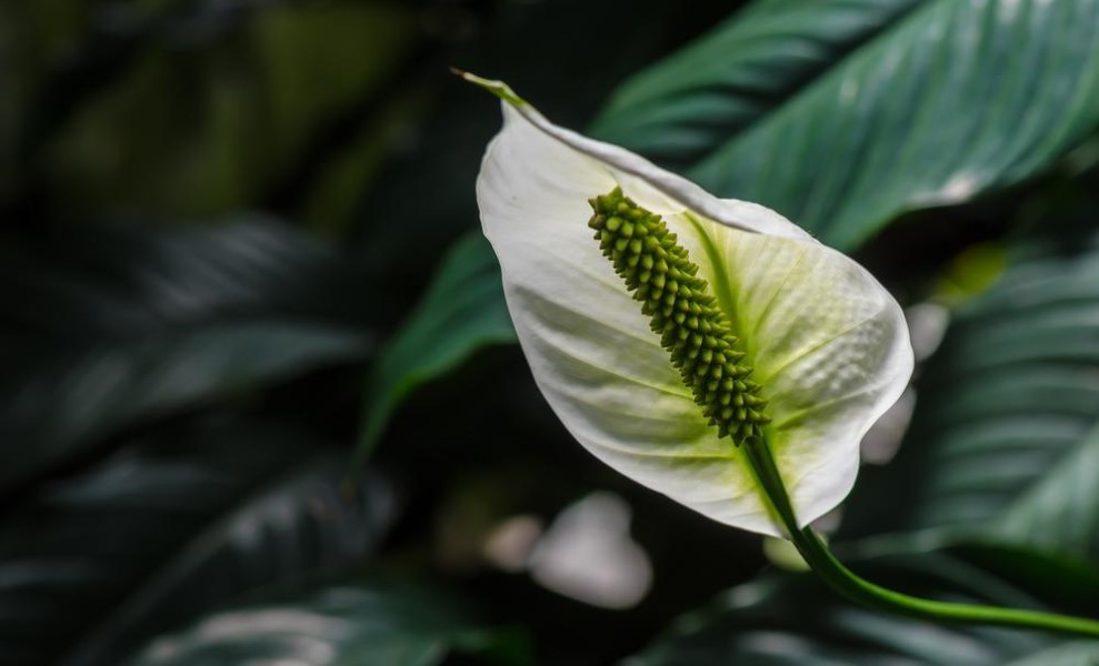 اسپاتی فیلوم یا گل لی لی صلح یکی از بهترین گل های آپپارتمانی