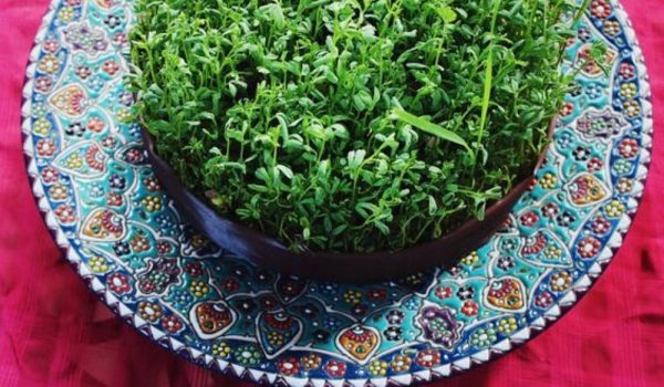 آموزش کاشت سبزه عید و تزیین آن