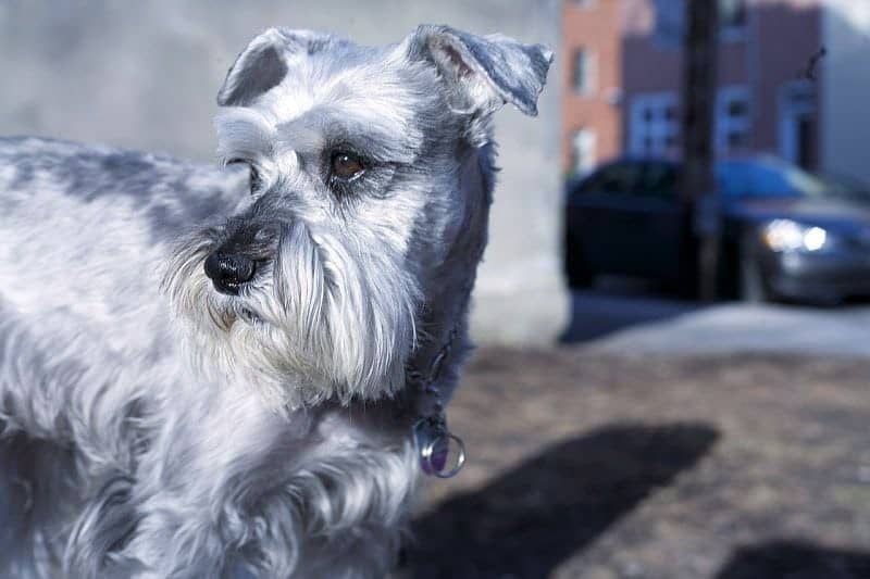نژاد اشنایزر (Schnauzer) یکی از بهترین نژاد سگ آپارتمانی