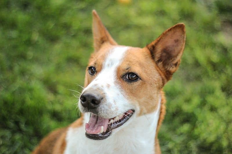 نژاد باسنجی (Basenji) یکی از بهترین نژاد سگ خانگی