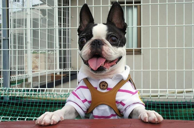 نژاد بوستون تریر (Boston Terrier) یکی از بهترین نژاد های سگ خانگی