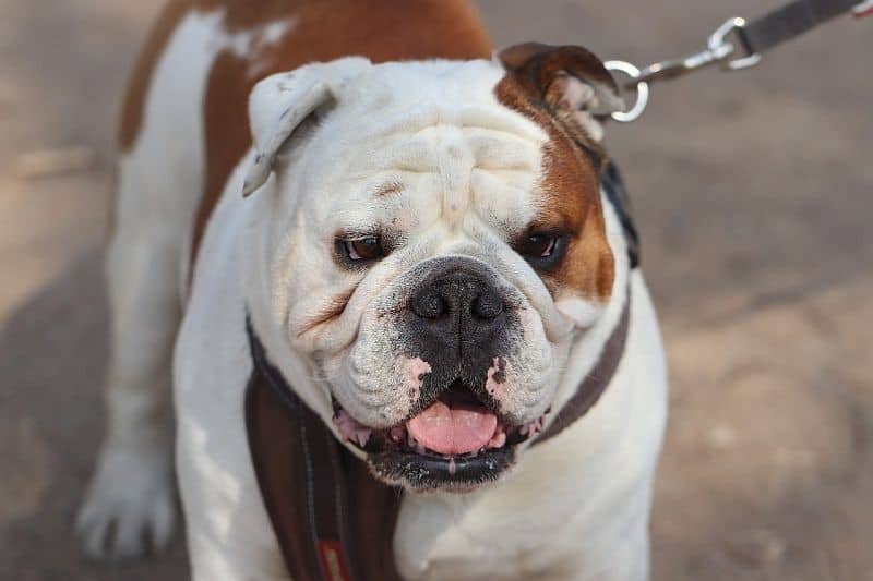 نژاد بولداگ (Bulldog)