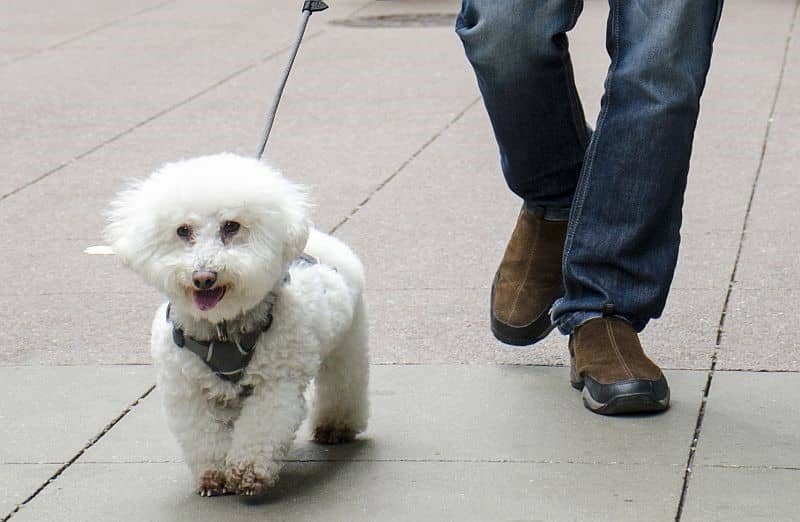 نژاد بیچون فرایز (Bichon Frise)