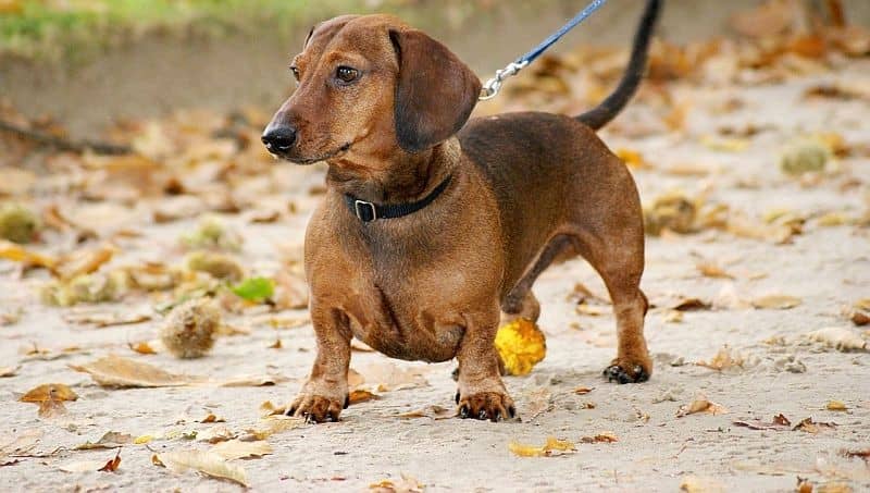 نژاد داکسهوند (Dachshunds) یکی از بهترین نژاد سگ آپارتمانی