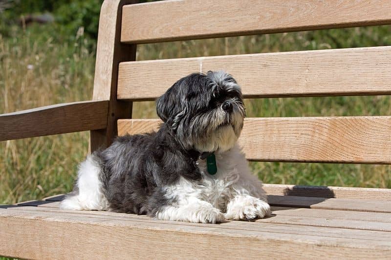 نژاد شیتزو (Shih Tzu) یکی از بهترین نژاد های سگ خانگی