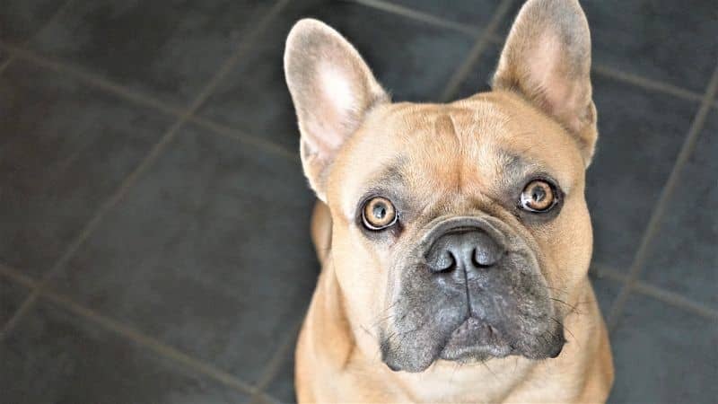 نژاد فرنچ بولداگ (French Bulldog) یکی از بهترین نژاد سگ خانگی در آپارتمانها