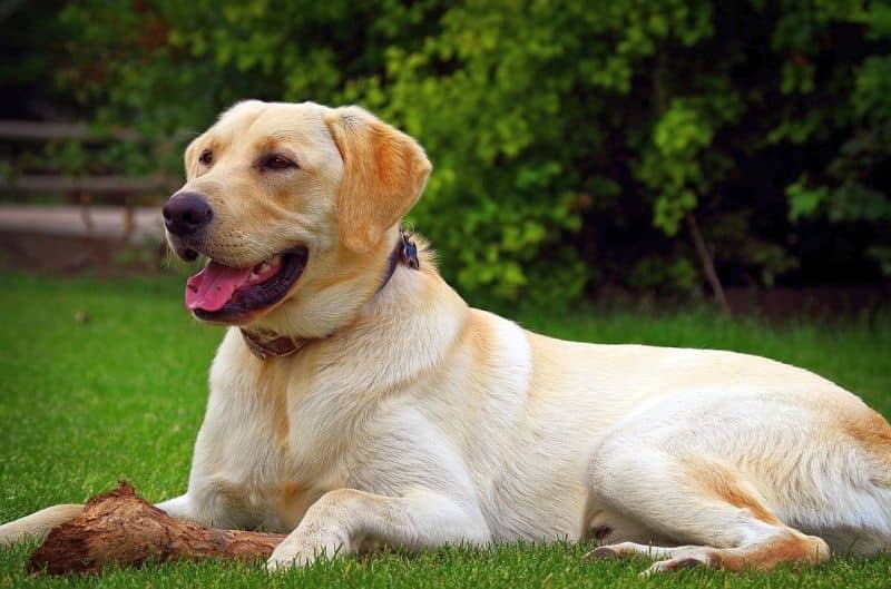 نژاد لابرادور رتریور (Labrador Retriever) یکی از بهترین نژاد سگ آپارتمانی