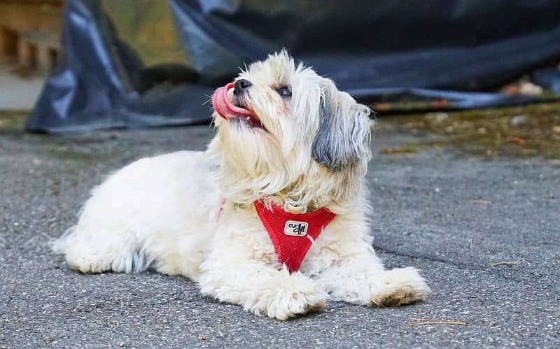 نژاد هاوانیز (Havanese)