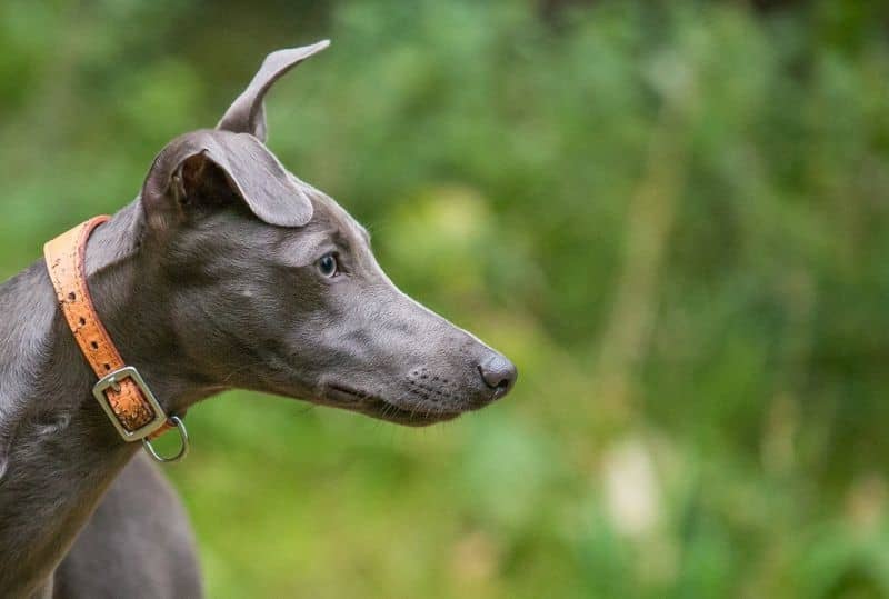 نژاد ویپت (Whippet) یکی از بهترین نژاد سگ آپارتمانی