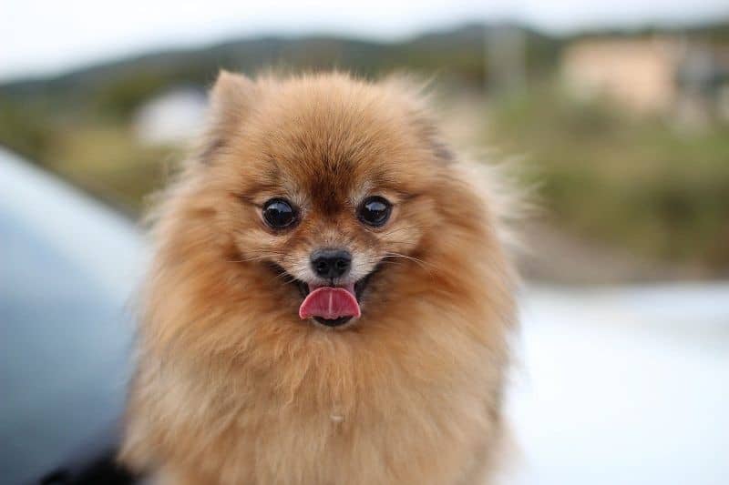 نژاد پامرانین (Pomeranian) یکی از بهترین نژاد های سگ خانگی