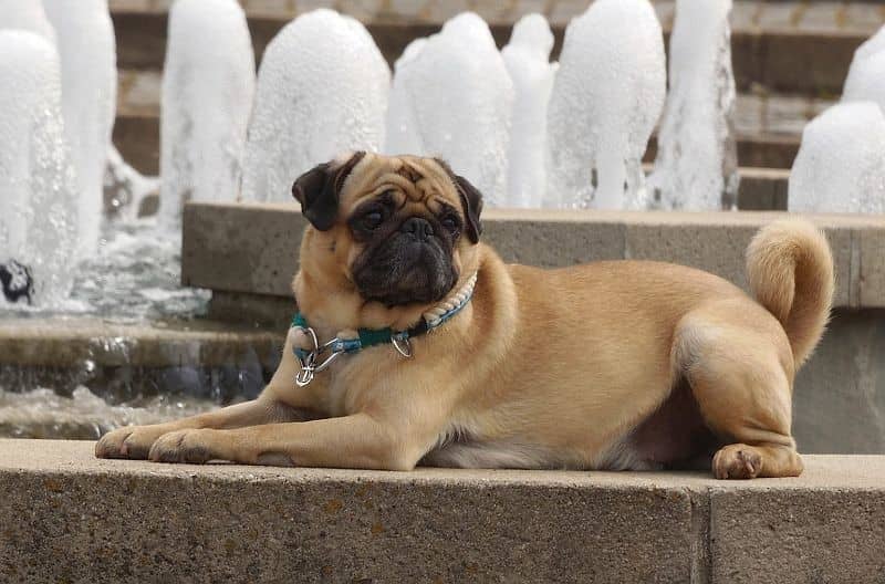 نژاد پاگ (Pug)