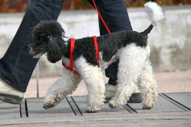 نژاد پودل (Poodle) یکی از بهترین نژاد سگ آپارتمانی