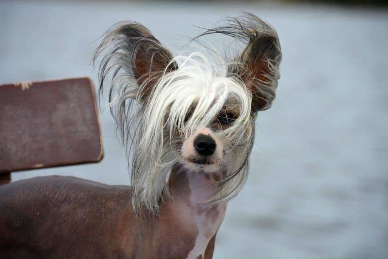 نژاد چاینیز کرستد (Chinese Crested)