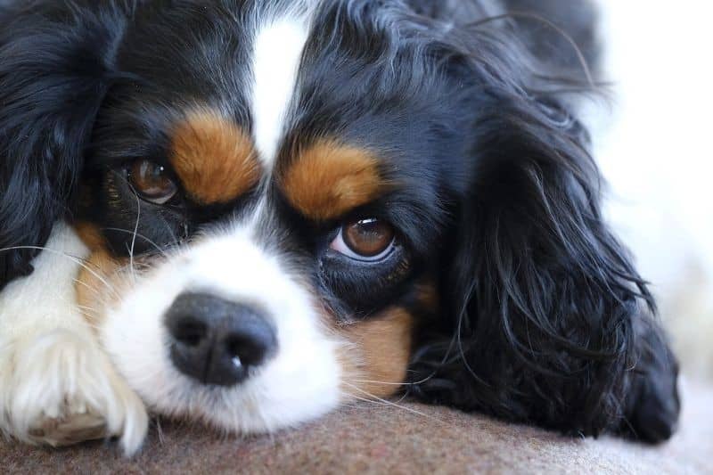 نژاد کاوالیر کینگ چارلز اسپانیل (Cavalier King Charles Spaniel)