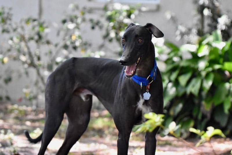 نژاد گری هوند (Greyhound)