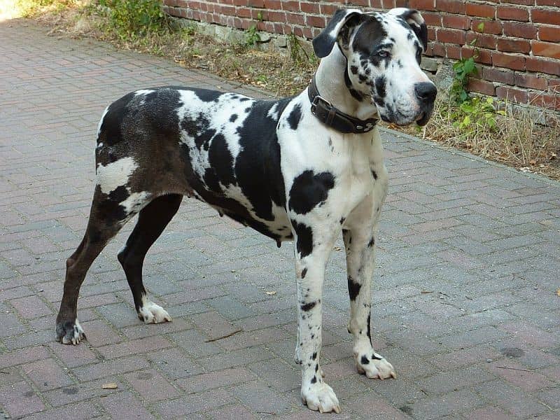 نژاد گریت دین (Great Dane) یکی از بهترین نژاد سگ آپارتمانی