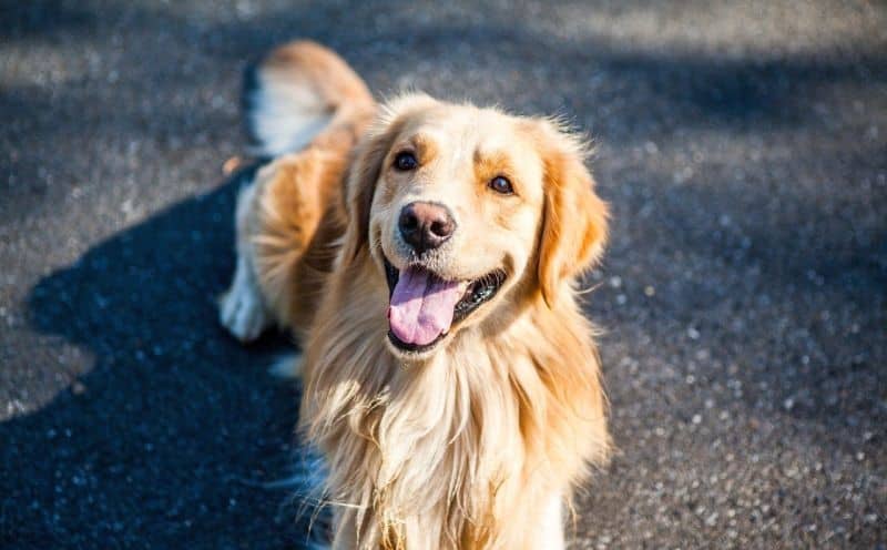 نژاد گلدن رتریور (Golden Retriever) یکی از بهترین نژاد سگ آپارتمانی