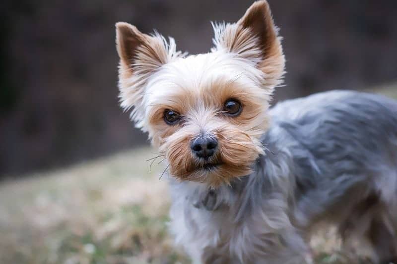 نژاد یورکشایر تریر (Yorkshire Terrier)