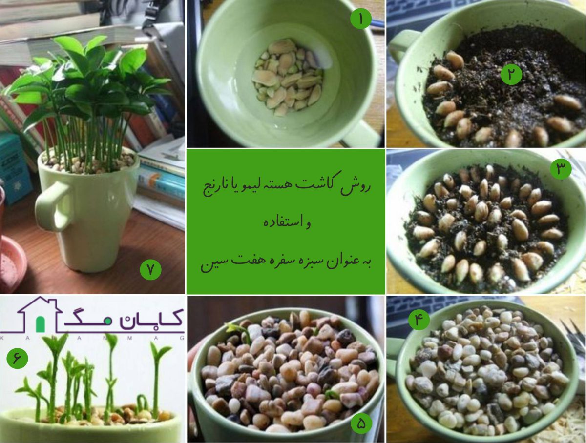 تولید سبزه عید